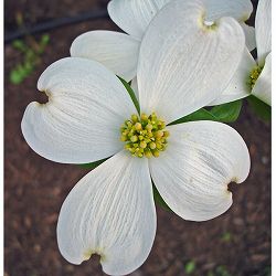 ハナミズキ：アパラチアスプリング5号ポット