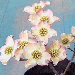 ハナミズキ：リトルプリンセス5号ポット