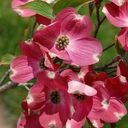 ハナミズキ：レッドピグミー＆#174;（高接物）5号ポット