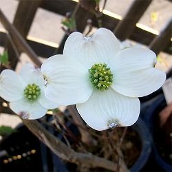 ハナミズキ：シダレハナミズキ（白花）5号ポット