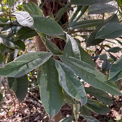 タラヨウ：斑入り7号ポット