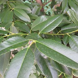 タラヨウ：イッサイタラヨウ（一才たらよう）7号ポット