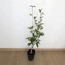 オガタマノキ：ステラルビー4号ポット[印象的な紫紅色花のカラタネオガタマの仲間 芳香あり！]