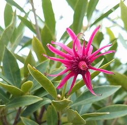 イリシウム：ハレーズコメット4号ポット