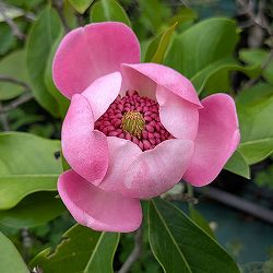 マグノリア（オオヤマレンゲ）：オオヤマローズ5号ポット