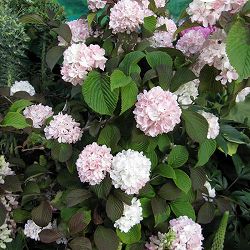 オオデマリ（ビバーナム）：ジェミニ4-5号ポット