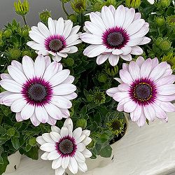 オステオスペルマム：フラワーパワー ホワイトパープル3.5号ポット