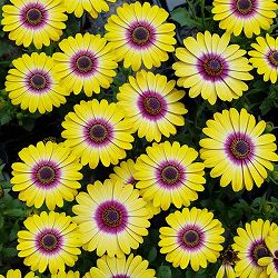 [26年2月中下旬予約]オステオスペルマム：フラワーパワー　トロピカルサン3.5号ポット