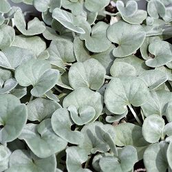 ダイコンドラ：セリセア3号ポット