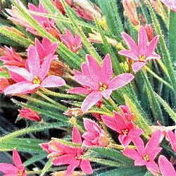 アッツザクラ（ロドヒポキシス）：赤花ヒメ2.5号ポット