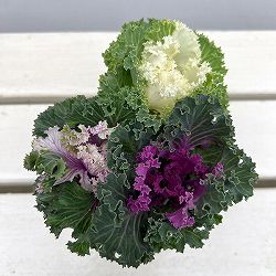 ハボタン（3色植え）：シャンパンパーティー3号ポット 3株セット