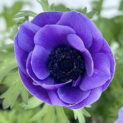 アネモネ：絢花（アヤカ）ブルー系3～3.5号ポット 6株セット