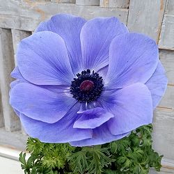 アネモネ【極-KIWAMI-】：ポルト ブルー3.5号ロングポット* 3株セット