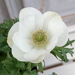 アネモネ【極-KIWAMI-】：ポルト ホワイト3.5号ロングポット* 6株セット