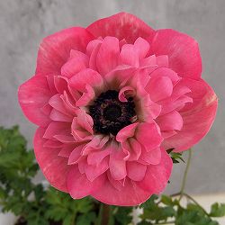 アネモネ【極-KIWAMI-】：ポルトダブル　ピンク3.5号ロングポット* 6株セット