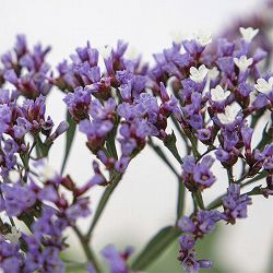 スターチス（リモニューム）：インディー3号ポット