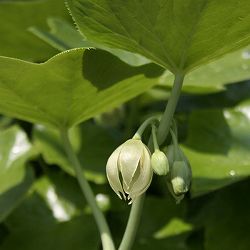 ハッカクレン：白花 3-4号ポット