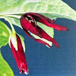 ハッカクレン：コウセイハッカクレン（広西八角蓮）3-4号ポット