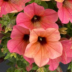 [26年3月中下旬予約]ペチュニア：サフィニアアートコーラルチーク3号ポット (R)