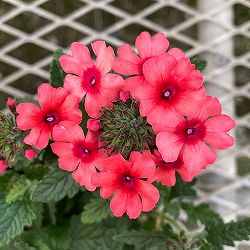 [26年4月下旬予約]バーベナ：マンゴーアイ3.5号ポット