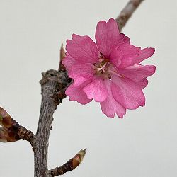 フジザクラ：美桜の舞（みおうのまい）2.5号ポット