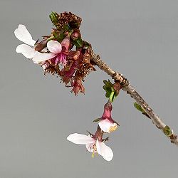 桜：信濃寒桜（シナノカンザクラ）2.5号ポット