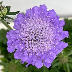 [26年4月上旬予約]スカビオサ：アメジストブルー3.5号ポット