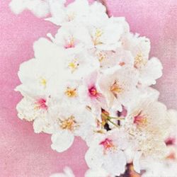 桜：小原四季咲（おばらしきざき）2.5号ポット