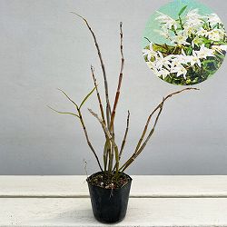 セッコク（石斛）2-2.5号ポット