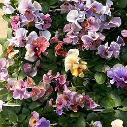 ビオラ：宮崎ビオラ（吉村農園さん）26-03反転咲きオフタイプ／3.5号ポット 3株セット