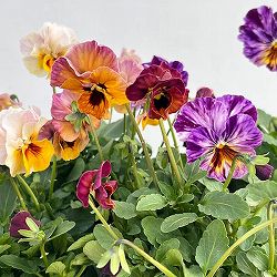 ビオラ：宮崎ビオラ（吉村農園さん）26-05ここ小春・進化系／3.5号ポット 3株セット