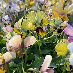 ビオラ：宮崎ビオラ（石川園芸さん）ちりめんモンキー3号ポット 3株セット