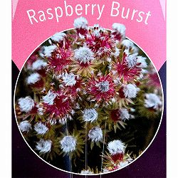 セルリア（ジョーイセルリア）：ラズベリーバースト 5号鉢植え