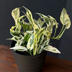 [26年2月中下旬予約]ポトス：エクセレント　4号鉢入り*