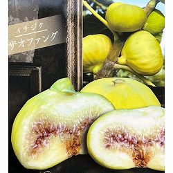 イチジク：ザオファング5号ポット