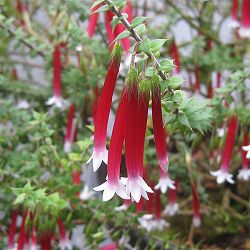 エパクリス・ロンギフローラ（クリスマスキャンドル）5号ポット