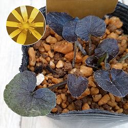 ヒメリュウキンカ：カラス葉2.5号ポット 2株セット