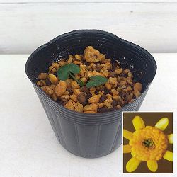 ヒメリュウキンカ：コーラレット2.5号ポット 2株セット