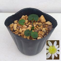 ヒメリュウキンカ：ブンチ2.5号ポット 2株セット