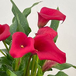 カラー：レッド　5号鉢植え