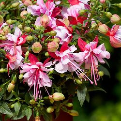 [26年4月下旬予約]フクシア（ホクシア）：ベラ ビアンカ3号ポット