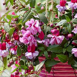 [26年4月下旬予約]フクシア（ホクシア）：ベラ ジュリア3号ポット