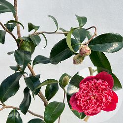 ツバキ（椿）：卜伴雲竜（ぼくはんうんりゅう）4.5号ポット