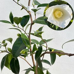 ツバキ（椿）：白花雲竜（しろばなうんりゅう）4.5号ポット