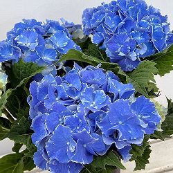 [26年2月中下旬予約]アジサイ：スターリットジュエル3.5号ポット