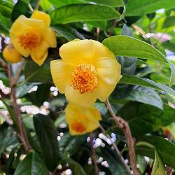 ツバキ（椿）：金花茶（キンカチャ） 3号ポット[1月～2月頃開花　中国産黄色椿]
