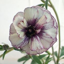 ラナンキュラス：ラックス　アイオリア3.5-4号ポット 3株セット