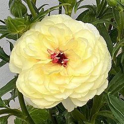 ラナンキュラス：ラックス　アフロディーテ3.5-4号ポット 3株セット