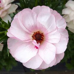 [送料無料]ラナンキュラス：ラックス　ヴィーナス3.5-4号ポット 6株セット