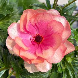 [送料無料]ラナンキュラス：ラックス　キュベレー3.5-4号ポット 6株セット